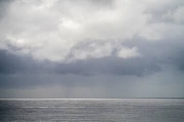 native coastal plants in tasmania australia