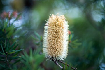 native coastal plants in tasmania australia