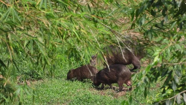 Mother capybara grazes in grassy field as her two young pups come to join her in the green oasis