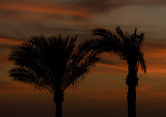 palm leaves on the background of the sunset in the sky
