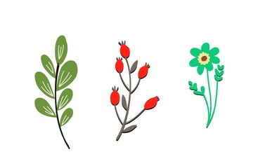 flowers and leaves on white background