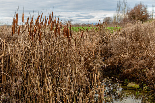 Wetland covered with cattails in winter. Typha latifolia.