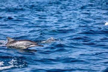 Obraz premium dolphin in the water