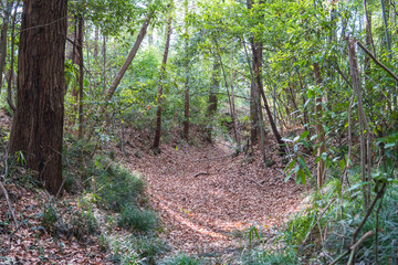 大堀山館跡の堀跡【県指定史跡】日本埼玉県川越市
