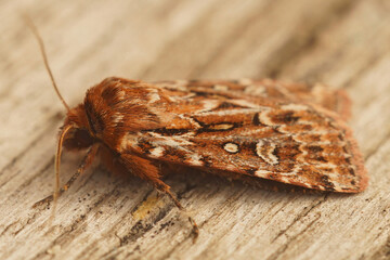 Closeup on the brown, true lover's knot owlet moth , Lycophotia porphyrea sitting on wood