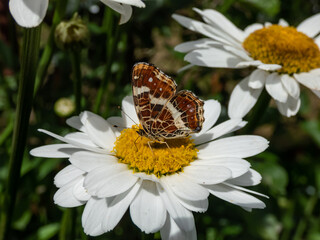 The map (Araschnia levana) in the summer brood (prorsa) with black forewings with white spots in the summer