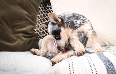 Puppy dog licking himself on sofa. Cute puppy dog is sitting sideways while grooming or cleaning his privates or crotch. 9 week old blue heeler puppy or Australian cattle dog. Selective focus.