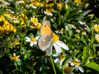 The small heath (Coenonympha pamphilus) with closed wings on a flower- on the upper side it is reddish yellow and the forewing have a prominent dark spot near the wing tip