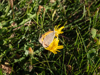 The small or common copper (Lycaena phlaeas). The upperside forewings are a bright orange with a dark edge border and eight nine black spots. The hindwings are dark with an orange border