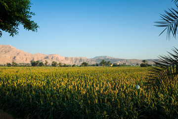 Lush cornfield on the west bank of the Nile River at the foot of the Theban hills, Thebes, Luxor, Egypt