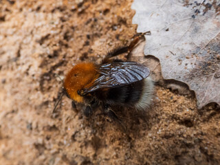 Beautiful macro shot of the Tree bumblebee or New garden bumblebee (bombus hypnorum) with thorax uniformly ginger color and the tail is white on the ground