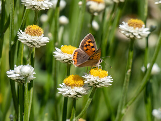 The small or common copper (Lycaena phlaeas). The upperside forewings are a bright orange with a dark edge border and eight nine black spots. The hindwings are dark with an orange border