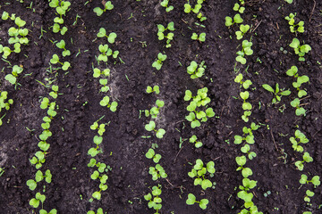 Radish sprouts break through the ground in spring.