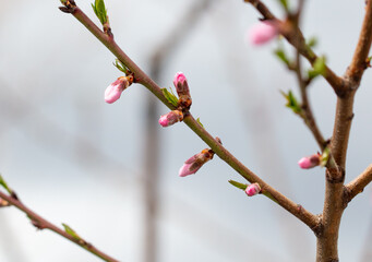 Closed flower on peach branch in spring.