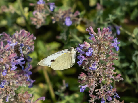 The large white or cabbage butterfly, cabbage white (Pieris brassicae) with white wings with black tips on the forewings in summer