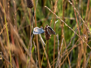 Close-up of two adult Common blue butterflies or European common blues (Polyommatus icarus) sitting...
