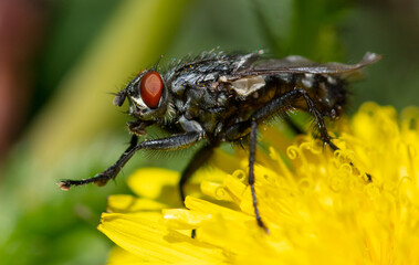 Fly on a yellow dandelion.