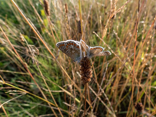 Close-up of two adult Common blue butterflies or European common blues (Polyommatus icarus) sitting together on a plant