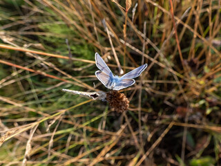 Close-up of the adult Common blue butterfly or European common blue (Polyommatus icarus) on a plant