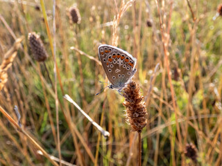 Close-up of the adult Common blue butterfly or European common blue (Polyommatus icarus) on a plant