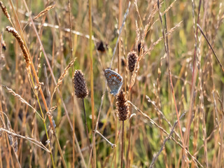 Close-up of the adult Common blue butterfly or European common blue (Polyommatus icarus) on a plant