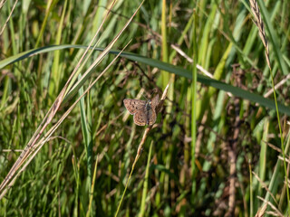 Fototapeta premium The male of the sooty copper (Lycaena tityrus) black brown with a magnificent metallic green gloss with black spots and with a very thin reddish line before the margin of hindwings
