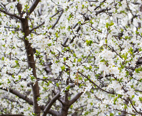 Flowers on a cherry tree in spring.