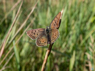 The male of the sooty copper (Lycaena tityrus) black brown with a magnificent metallic green gloss with black spots and with a very thin reddish line before the margin of hindwings