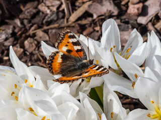 Macro shot of the small tortoiseshell (Aglais urticae) is reddish orange butterfly with black and yellow markings and a ring of blue spots around the edge of the wings