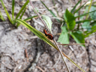 Close-up shot of two adult Scarlet Shieldbug (Eurydema dominulus) pair mating on a plant stem in spring