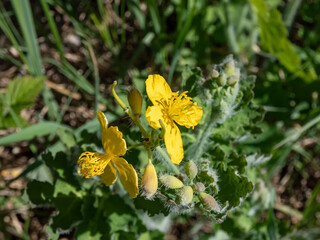 The greater celandine (Chelidonium majus) with blue green leaves blooming with yellow flowers with four petals in summer..