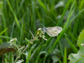 Close-up of the wood white butterfly (Leptidea sinapis / juvernica) on a plant in summer. The butterfly with white wings with grey markings