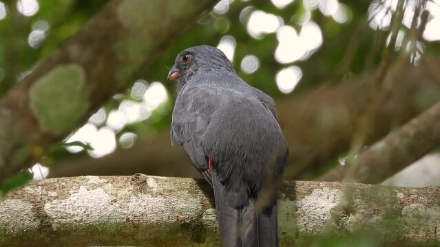 Lattice tailed Trogon lifting its tail and showing off his red under feathers in a breathtaking green forest