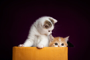 Scottish fold Kittens in a box with purple background in the studio. Tabby with Ginger Cat on playing in box.Orange cat hiding in a box.