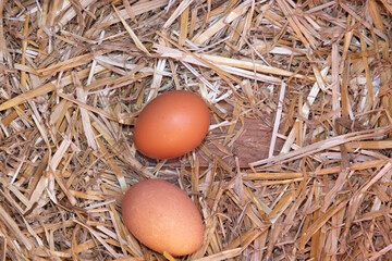 brown eggs two on the hay straw