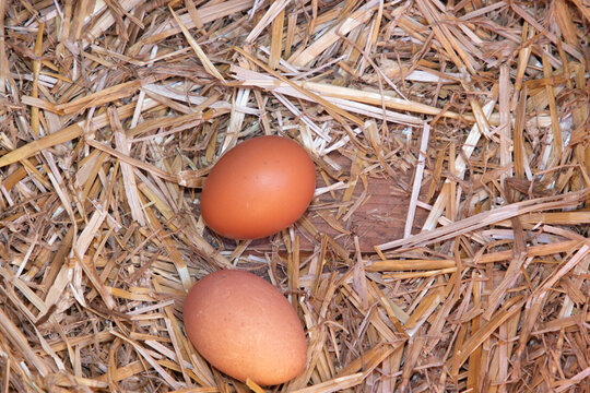brown eggs two on the hay straw