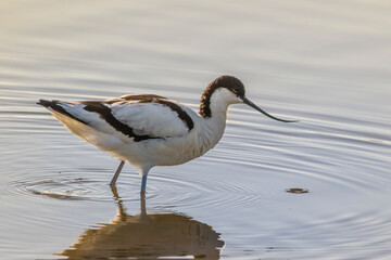 avocet standing in water with reflection