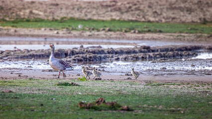 family of greylag geese walking across wetlands