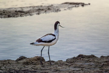 avocet standing at waters edge