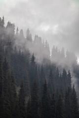 Coniferous forest on a hill in the autumn haze against the backdrop of fog.