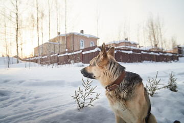 Dog German Shepherd outdoors in a winter day. Russian guard dog Eastern European Shepherd in village in cold time with snow