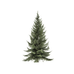 Spruce Siberian isolated on white, 3d rendering of  Spruce Siberian tree PNG transparent, suitable for archiviz visualization, architecture