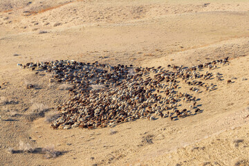 Aerial view on landscape with a herd of rams in desert or steppe. - obrazy, fototapety, plakaty