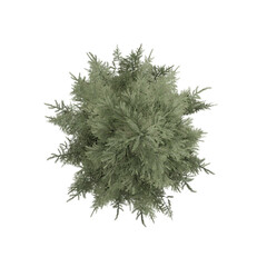 top down view Spruce Siberian isolated on white, 3d rendering of  Spruce Siberian tree PNG transparent, suitable for archiviz visualization, architecture