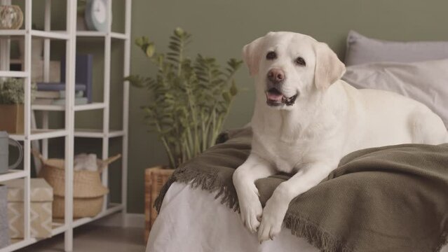 Portrait of cute yellow labrador retriever posing for camera while lying on bed in minimalist owner bedroom