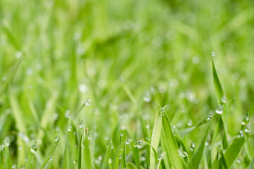 Grassy meadow. Morning dew. Nature beauty. Vibrant green grassland cover with miracle clear drops of water blur macro shooting.