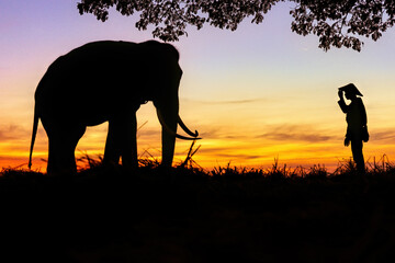 Fototapeta na wymiar Silhouette of elephants and mahout 