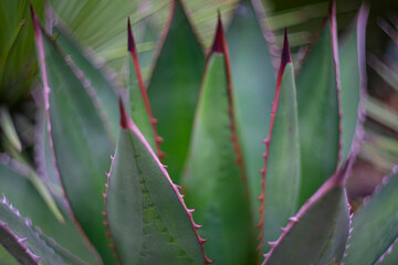 Agave (Agave ghiesbreghtii) in the detail of leaf with thorns