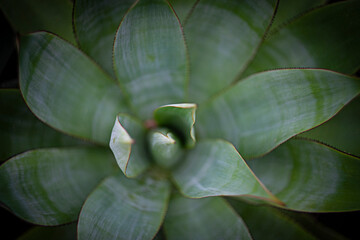 Agave  in the detail select focus, art picture of plant