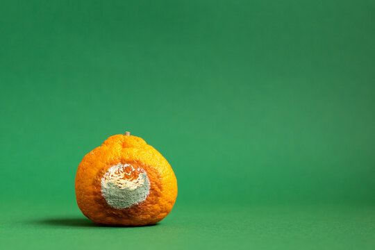 Moldy orange. Rottan moldy fruit. Mould, mildew covered foods. Concept of stop food waste day. Space for text.